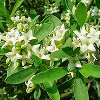 Daphne alpina