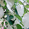 Davidia involucrata - Handkerchief tree