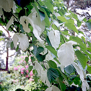 Davidia involucrata (Handkerchief Tree)