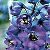 Delphinium - Black Knight