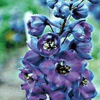 Delphinium - 'Black Knight'