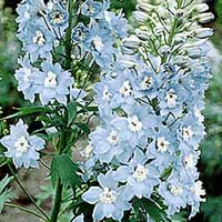 Delphinium - 'Summer Skies'