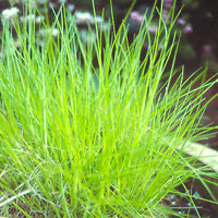 Deschampsia flexuosa (Hair Grass, Deschampsia)