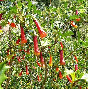 Desfontiania spinosa (Desfontainia)