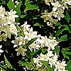 Deutzia gracilis - Deutzia