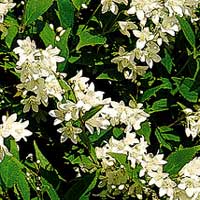 Deutzia gracilis (Deutzia)