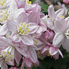 Deutzia X elegantissima - Rosealind