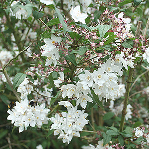 Deutzia purpurascens (Beauty Bush,  Deutzia)