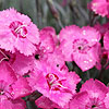 Dianthus - Cobham Beauty - Dianthus, Pink