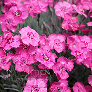 Dianthus - 'Cobham Beauty' (Dianthus, Pink)