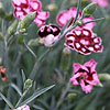 Dianthus - Devon Saphire - Dianthus, Chinese Pink