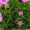 Dianthus inshriach - Carnation