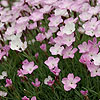 Dianthus - Nyewoods Cream - Dianthus,  Pink