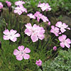 Dianthus pavonius - Pink