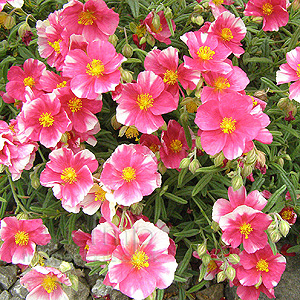 Dianthus - 'Raspberry Ribble' (Pink)