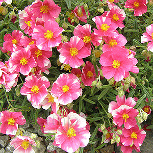 Dianthus - 'Raspberry Ribble' (Pink)