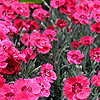 Dianthus  - Red Star - Dianthus, Pink