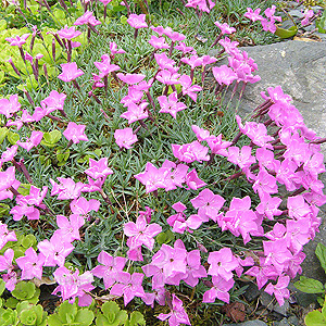 Dianthus haematocalyx (Pink)