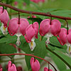 Dicentra spectabilis - Bleeding Heart, Dicentra