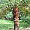 Dickinsonia antarctica - Tree Fern