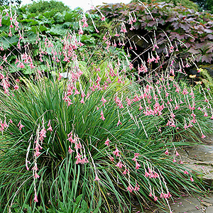 Dierama igneum (Angels Fishing Rod)