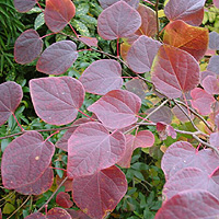 Disanthus cercidifolius