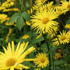 Doronicum orientale - Leopards Bane