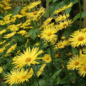 Doronicum orientale (Leopard's Bane)