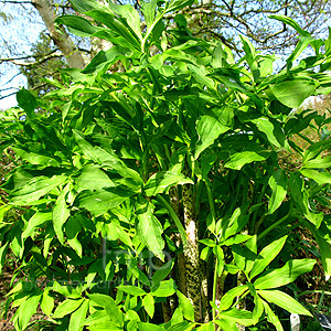 Dracunculus vulgaris