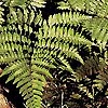 Dryopteris marginalis - Marginal Shield Fen