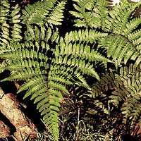 Dryopteris marginalis (Marginal Shield Fen)