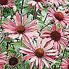 Echinacea purpurea - Coneflower