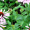 Echinacea purpurea - Rubinstern - Cone Flower