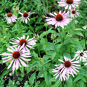 Echinacea purpurea - 'Rubinstern' (Cone Flower)