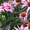 Echinacea purpurea - Ruby Giant - Echinacea, Cone Flower