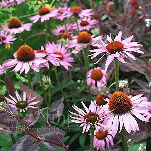 Echinacea purpurea - 'Ruby Giant' (Echinacea, Cone Flower)