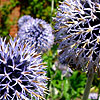 Echinops setifer - Echinops