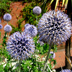 Echinops setifer (Echinops)