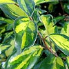 Elaeagnus X ebbingei - Limelight - Elaeagnus