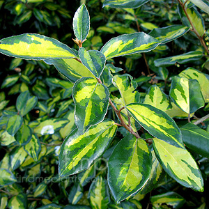 Elaeagnus X ebbingei - 'Limelight' (Elaeagnus)