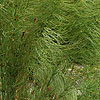 Elegia capensis - Horsetail restio