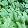 Epimedium berralchicum - Epimedium