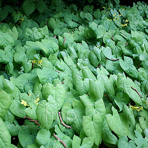 Epimedium berralchicum (Epimedium)