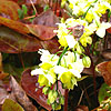 Epimedium X versicolor  - Sulphureum