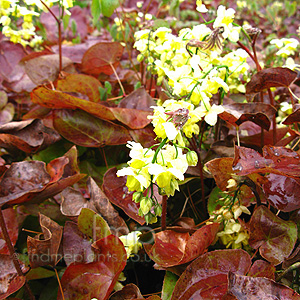 Epimedium X versicolor  - 'Sulphureum'