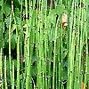 Equisetum trachyodon