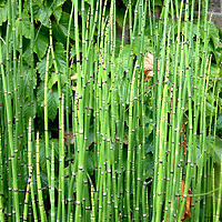 Equisetum trachyodon