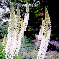 Eremurus himalaicus (Foxtail Lily, Eremurus)