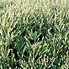 Erica x darleyensis - Mediterranean - Heather