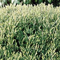 Erica x darleyensis - 'Mediterranean' (Heather)